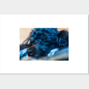 Blue Puppy Posters and Art